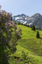 Flowering shrub with mountain landscape and wooded slopes in the background in Kleinwalsertal,