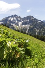 Mountain landscape with plants in the foreground and snow-covered peaks
