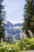View of snow-covered mountains in the Alps and blooming flowers in the foreground, framed by dense