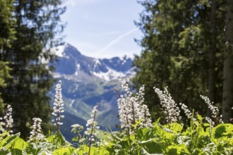 Alpine meadow in bloom with a view of snow-covered Alpine mountains and tall fir trees in the