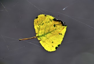 Colourful birch leaf (Betula pendula) in a spider's web, Poel Island, Mecklenburg-Western