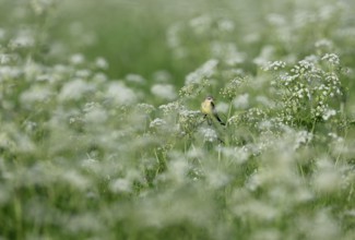 Yellow wagtail (Motacilla flava) sitting in meadow chervil (Anthriscus sylvestris), Lower Rhine,