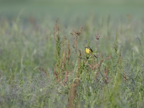 Yellow wagtail (Motacilla flava) on a plant, Lower Rhine, North Rhine-Westphalia, Germany