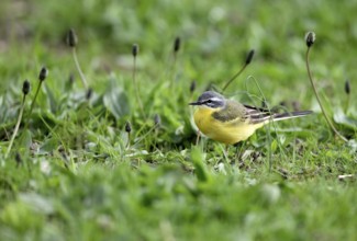 Yellow wagtail (Motacilla flava), in a meadow, Lower Rhine, North Rhine-Westphalia, Germany