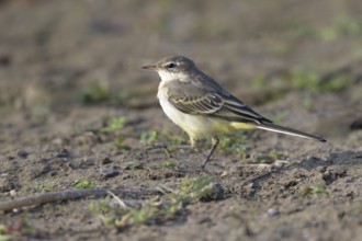 Young yellow wagtail (Motacilla flava), Lower Rhine, North Rhine-Westphalia, Germany