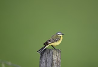 Yellow wagtail (Motacilla flava), sitting on a pole, Lower Rhine, North Rhine-Westphalia, Germany