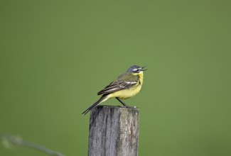 Singing grey wagtail (Motacilla flava), sitting on a pole, Lower Rhine, North Rhine-Westphalia,