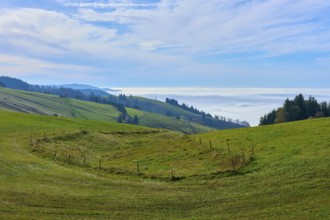 Green fields on rolling hills with scattered trees, Schauinsland, Freiburg im Breisgau, Black