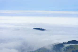 Foggy landscape with sea of clouds and scattered tree tops, Schauinsland, Freiburg im Breisgau,
