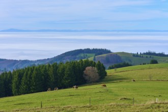 Pasture with grazing cows and trees in the background, Schauinsland, Freiburg im Breisgau, Black