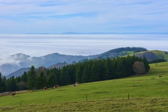 Green pastures with cows and dense forests under a blue sky, Schauinsland, Freiburg im Breisgau,