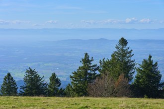 Distant view of the Rhine plain over a hilly landscape with a row of trees in the foreground,