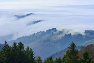 Hills and forests rise out of dense, white fog, Schauinsland, Freiburg im Breisgau, Black Forest,
