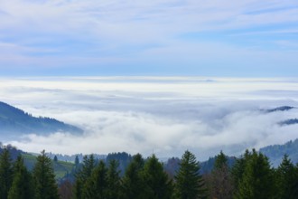 Dense forests with views of misty valleys and open skies, Schauinsland, Freiburg im Breisgau, Black