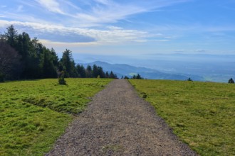 Kandelhöhenweg through green meadow under a blue sky, wide and peaceful landscape, Kandel,