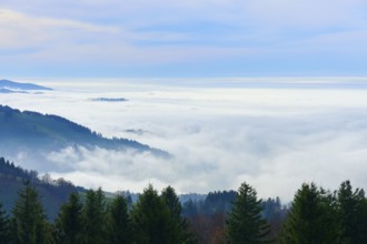 Dense fog and trees on a slope under a blue sky, Schauinsland, Freiburg im Breisgau, Black Forest,