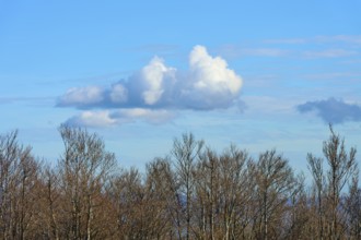 Bare trees under a blue sky with white clouds, calm and autumnal atmosphere, Kandel, Waldkirch,