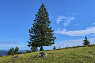 Single fir tree in a meadow under a clear blue sky, Kandel, Waldkirch, Black Forest,