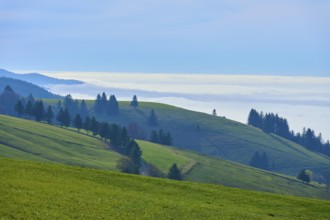 Gentle hills with green meadows and trees in front of a misty horizon, Schauinsland, Freiburg im