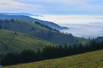 Green hills with trees and rising fog under a cloudy sky, Schauinsland, Freiburg im Breisgau, Black