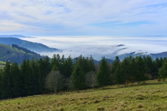 Conifers in front of a foggy panorama and blue sky, Schauinsland, Freiburg im Breisgau, Black