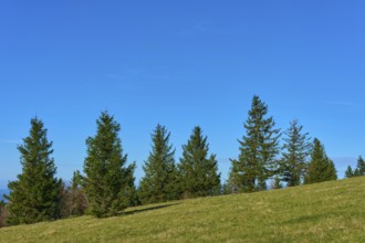 Row of fir trees on a green meadow under a clear sky, Kandel, Waldkirch, Black Forest,