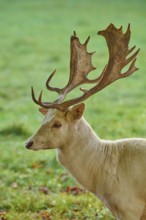 Albino fallow deer (Dama dama), with impressive antlers, presents itself on a green meadow, Germany