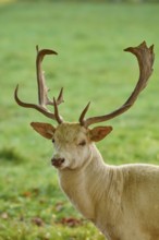 Fallow deer (Dama dama), albino fallow deer with large antlers, standing attentively on a green