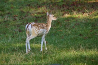 Fallow deer (Dama dama), female, standing sideways in a meadow in the play of light and shadow,