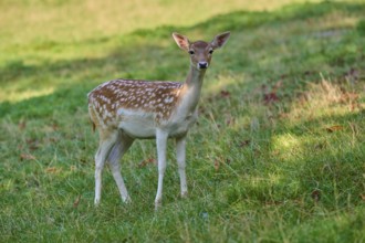 Fallow deer (Dama dama), female, looking curiously, on a grassy meadow, in the countryside, Germany
