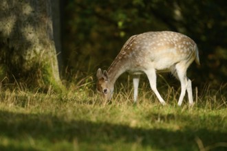 Fallow deer (Dama dama), female, grazing peacefully in the shade of tall trees, Germany