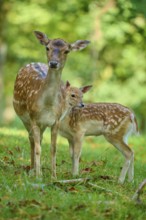 Fallow deer (Dama dama), female, lovingly protecting her fawn, on a green meadow, Germany