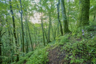 Dense forest with moss-covered trees, summer, Katzenbuckel, Waldbrunn, Neckar-Odenwald-Kreis,