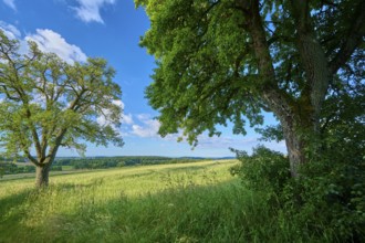 Green meadow with trees under a clear blue sky, summer, Katzenbuckel, Waldbrunn,
