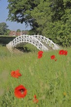 UNESCO Luisium, white arched bridge with poppies and neo-Gothic stud farm, idyll, Dessau-Wörlitz