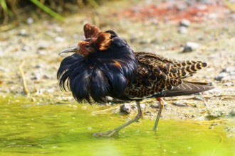 Colourful bird striding dynamically through greenish water in a lively environment, Ruff (Calidris