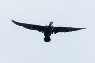 Black cormorant with outstretched wings in flight in the sky, Cormorant, (Phalacrocorax carbo),