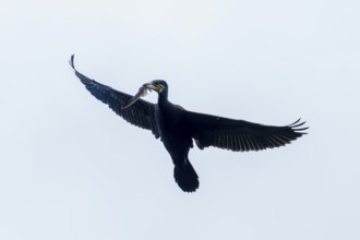 Flying cormorant with a fish in its beak against the sky, Cormorant, (Phalacrocorax carbo),