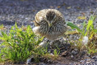 A bird sitting on an egg on a gravelled ground, surrounded by green plants, Stone Curlew (Burhinus