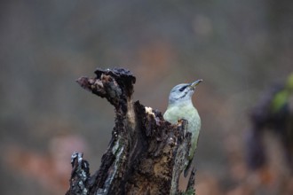 Grey-headed Woodpecker (Picus canus) wbl Germany