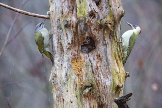 Grey-headed Woodpecker (Picus canus) wbl and Green Woodpecker (Picus viridis) ml Germany