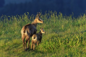 A chamois with its young stands in a meadow in the evening light, chamois, chamois, (Rupicapra