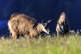 Two chamois graze in an open field and are illuminated by the sun, chamois, chamois, (Rupicapra