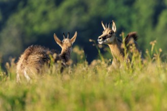 Two chamois standing in a green meadow in summer nature, chamois, chamois, (Rupicapra rupicaprae),