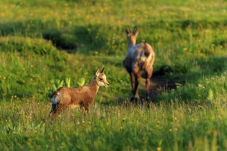 A young chamois stands on a flowering meadow in the evening light, chamois, chamois, (Rupicapra