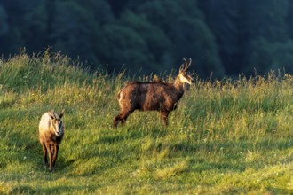 Two chamois wandering across a green meadow in the evening light, chamois, chamois, (Rupicapra