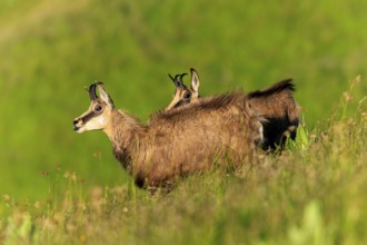 Two chamois looking attentively into the distance on a green meadow, chamois, chamois, (Rupicapra