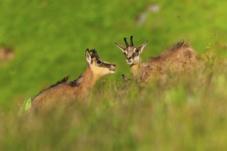 Two chamois communicating in a green landscape, chamois, chamois, (Rupicapra rupicaprae), wildlife,