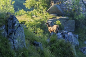 A chamois stands on a rocky outcrop in the morning light, chamois, chamois, (Rupicapra rupicaprae),