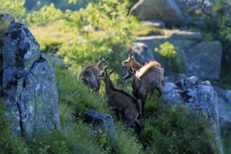 A group of four chamois climbing a rocky hill in the morning light, chamois, chamois, (Rupicapra